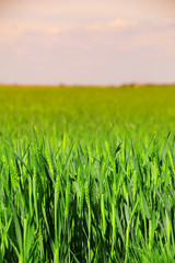 green wheat field close up