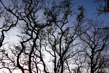 silhouette of a tree