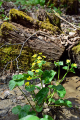 Forest swamp flowers. 