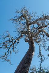 Tree in Madagascar