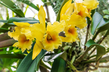 Fototapeta na wymiar Bright Yellow Orchids