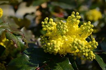 Flowering Mahonia aquifolium. Mahonia aquifolium is a species of flowering plant in the family Berberidaceae, native to western North America.