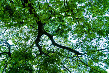 green tree branches