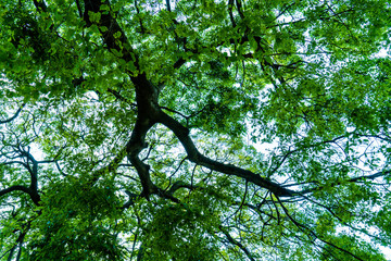 Fototapeta na wymiar green tree branches