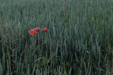 Several poppies are blooming among a wheat field.