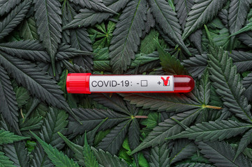 COVID 19 Coronavirus, Infected blood sample in the sample tube,Assorted cannabis products, pills...
