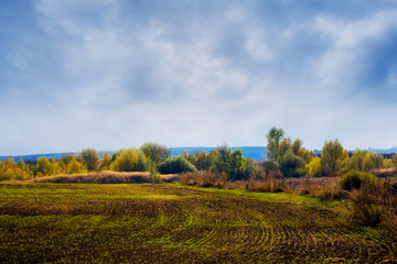 Field with winter wheat crops in autumn in cloudy weather.