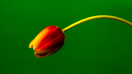 red and yellow tulip flower