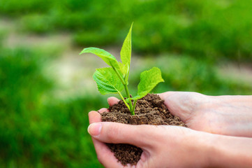 Woman hands holding young plant with soil. Selective focus, side view.