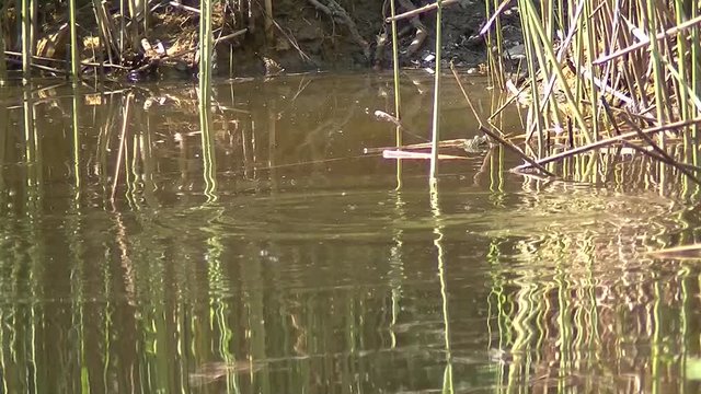 Adult Little Grebe with chick diving for food in a pond, Tachybaptus ruficollis or Zwergtaucher