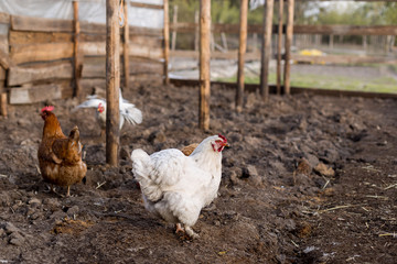 Hens walk on freshly digging land