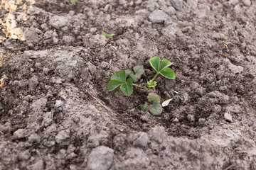Young strawberry seedling in the sandy soil