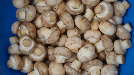 Freshly picked champignons in a blue bowl. Background with mushrooms