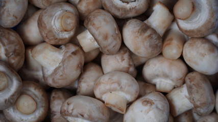 Freshly picked champignons. Background with mushrooms. Look to the left