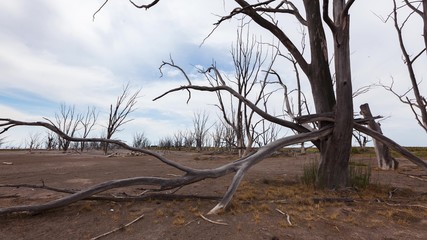 Dead trees in Epecuen tourist village in Buenos Aires Province, Argentina