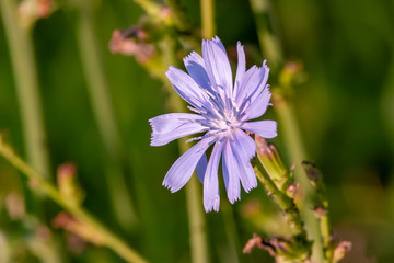 The beautifull chicory plant with blue or lavender flower how remains on the plant only one day,   common names include blue sailors, blue dandelion, coffeeweed, radicchio.