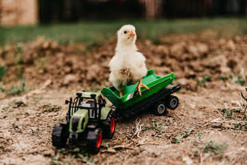 Little chicken at the farm © Razoran