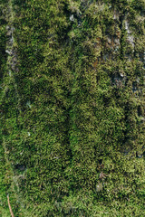 Green moss on the bark of a tree close up