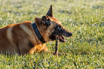 Belgischer Schäferhund liegt auf einer Wiese und kaut auf einem Holzstück.