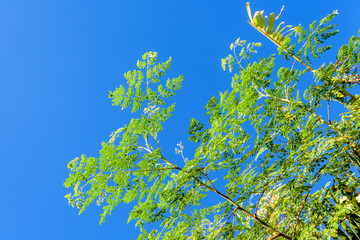 feuilles de moringa sur fond de ciel bleu  