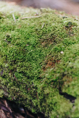 Green moss on the bark of a tree close up