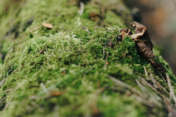 Green moss on the bark of a tree close up