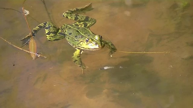 Close up of a frog swimming in the water, Pelophylax esculentus or Teichfrosch