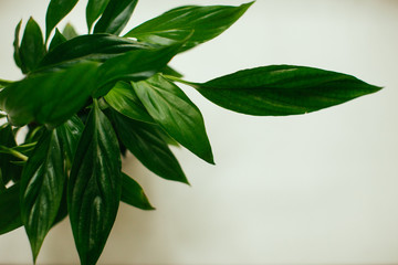 Houseplant - Peace Lily, spathiphyllum, leaf background