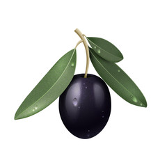 Vector Realistic Black Olive Branch with Green Leaves and Water Drops Isolated 