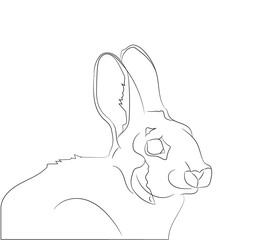 rabbit portrait vector illustration, line drawing, vector