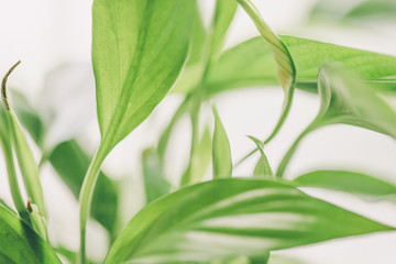 Houseplant - Peace Lily, spathiphyllum, leaf background