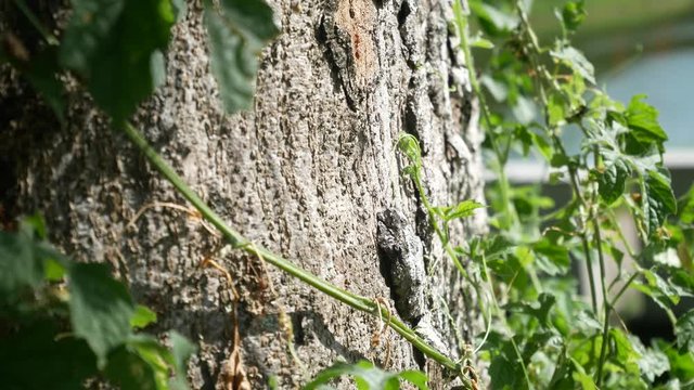The Weaver ants army is moving toward the nest located on the tree. They are all from the same colony and are actively searching for food during the day.