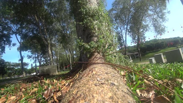 The Weaver ants army is moving toward the nest located on the tree. They are all from the same colony and are actively searching for food during the day.