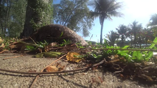 The Weaver ants army is moving toward the nest located on the tree. They are all from the same colony and are actively searching for food during the day.