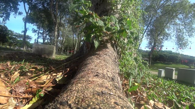 The Weaver ants army is moving toward the nest located on the tree. They are all from the same colony and are actively searching for food during the day.
