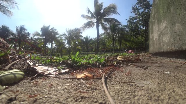 The Weaver ants army is moving toward the nest located on the tree. They are all from the same colony and are actively searching for food during the day.