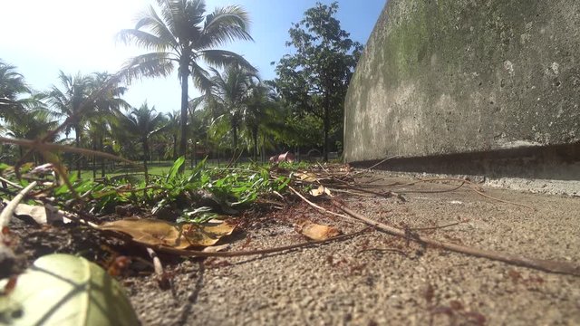 The Weaver ants army is moving toward the nest located on the tree. They are all from the same colony and are actively searching for food during the day.