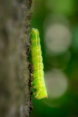 green caterpillar climbing a tree