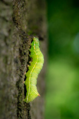 green caterpillar climbing a tree