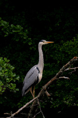 elegant grey heron standing on a branch in a city lake
