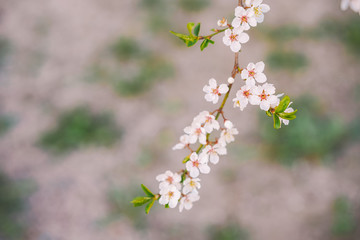 Blooming Apple tree, Apple orchard, beautiful white flowers close-up with blurred background