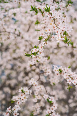 Blooming Apple tree, Apple orchard, beautiful white flowers close-up with blurred background
