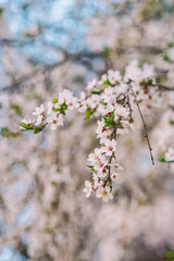 Blooming Apple tree, Apple orchard, beautiful white flowers close-up with blurred background
