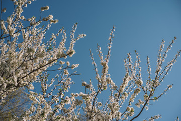 Blooming Apple tree against a blue sky, background image, lots of white flowers