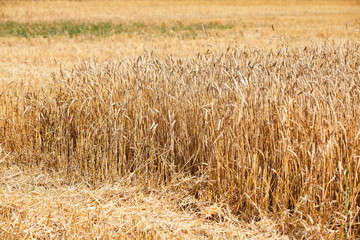 field of ripe wheat