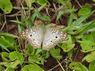 butterfly on the grass