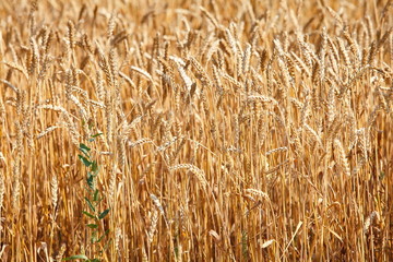 field of ripe wheat