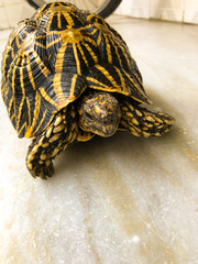See Turtle. Black and Yellow Turtle. photo of Sea turtle