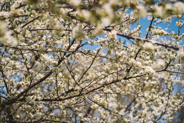 Blooming Apple tree against a blue sky, background image, lots of white flowers