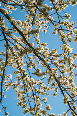 Blooming Apple tree against a blue sky, background image, lots of white flowers